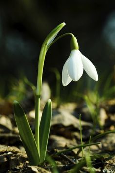 a small white flower is growing out of the ground