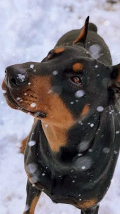 a black and brown dog standing in the snow