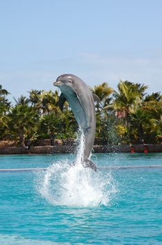 a dolphin jumping out of the water with palm trees in the backgrouds