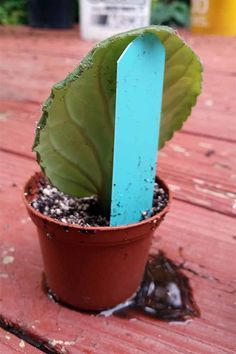 a small potted plant with a blue stick sticking out of it's center