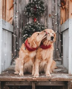 two golden retriever dogs sitting on steps with their heads touching each other's noses