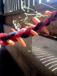 carrots are tied to a rope in front of a mirror and another plant is hanging on the wall