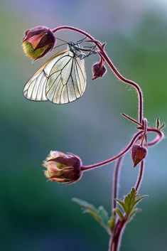 a white butterfly sitting on top of a flower