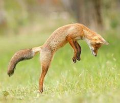 a red fox jumping in the air with its mouth open