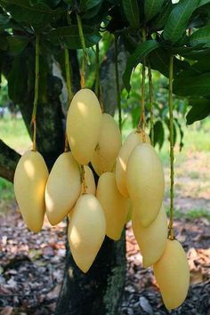 the fruit is hanging from the tree outside