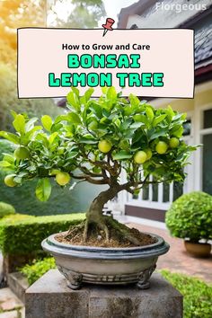 Bonsai Lemon Tree Prune Lemon Tree, Lemon Tree, What Type, To Grow, Soil, Lemon, Fruit