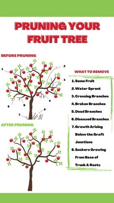 an apple tree with the words pruning your fruit tree