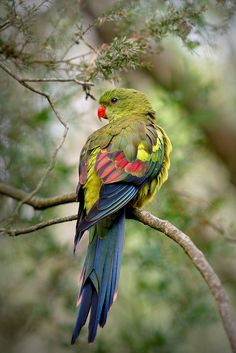 a colorful bird sitting on top of a tree branch next to a blue and green background