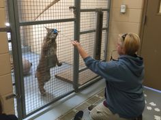 a woman petting a cat in a cage at the animal shelter while another person looks on