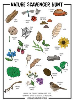 the nature scavenger hunt poster with pictures of different plants and insects on it