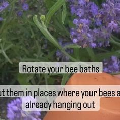 an orange vase filled with purple flowers next to green leaves and text that reads, rotate your bee baths put them in places where your bees are already hanging out