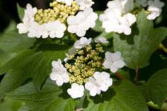 white flowers with green leaves in the background