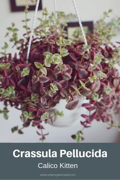 a hanging planter filled with purple and green plants