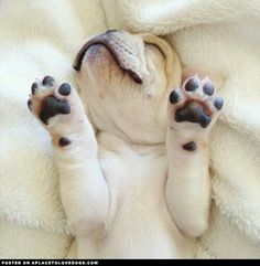 a small dog laying on top of a bed covered in white blankets and paw prints