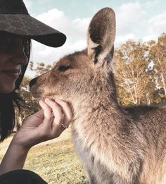 a woman in a hat is petting a kangaroo on the nose with her hand