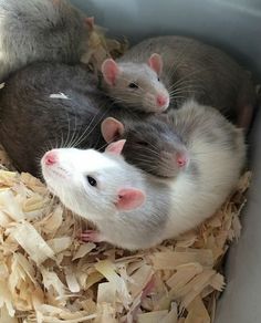 three rats are sitting in a pile of wood shavings