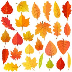 an assortment of autumn leaves on a white background