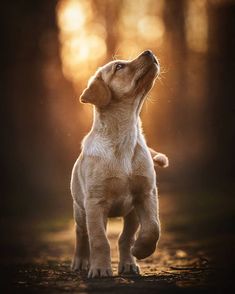 a puppy standing on its hind legs looking up at the sky