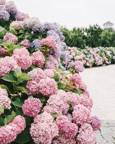 many pink and purple flowers are growing on the side of a road in front of bushes