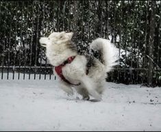 a small white dog running in the snow