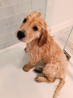 a wet dog sitting in the bathtub