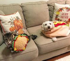 a dog and cat laying on a couch