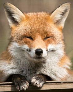 a close up of a fox laying on top of a wooden surface with its eyes closed