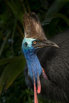 a close up of a bird with a hat on it's head