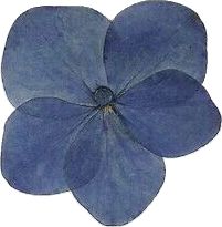 a blue flower on a white background