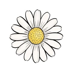 a white daisy with yellow center on a white background