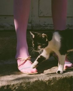 a black and white cat standing next to a woman's feet wearing pink shoes