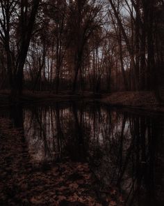 the trees are reflected in the water and leaves on the ground around it, while the sky is dark