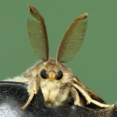 a close up of a bug with wings on it's head and eyes open