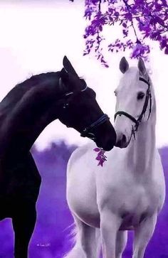 two white horses standing next to each other in front of a purple flowered tree