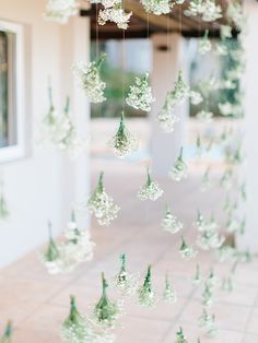 a bunch of white flowers hanging from the side of a building