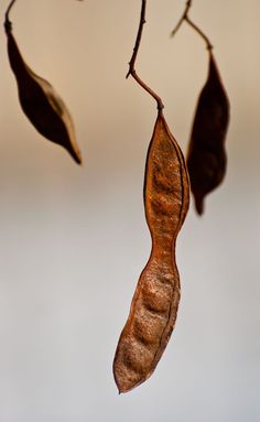 some brown leaves hanging from a tree branch