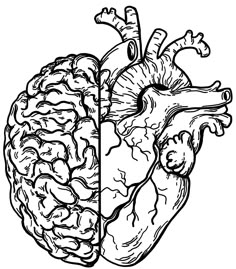 the human heart is divided into two sections