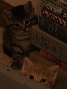 two kittens are sitting in front of books on a shelf next to each other