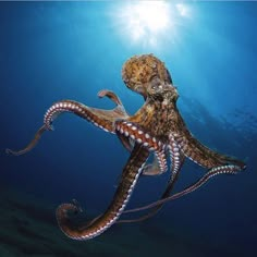 an octopus swimming in the ocean with sunlight shining on it's back legs and head