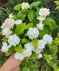 a hand holding white flowers with green leaves