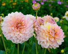 pink and yellow flowers are growing in the garden