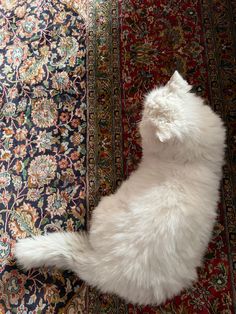 a white cat sitting on top of a rug