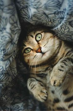 a cat laying on top of a bed under a blanket