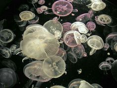 many jellyfish are swimming in the water