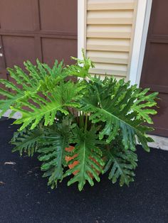 a fern plant in front of a garage door