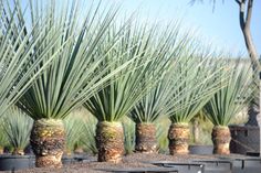 there are many plants that are in the pots