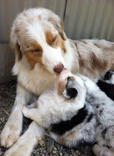 two dogs are playing with each other on the ground