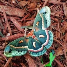 two butterflies sitting on the ground next to each other