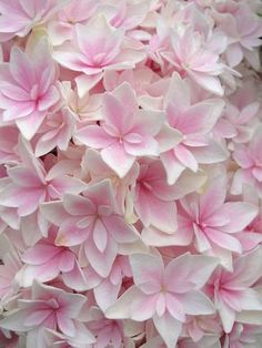 pink flowers are blooming in the garden