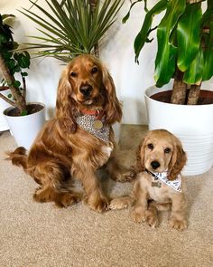 two dogs sitting next to each other in front of some potted plants and one is wearing a bandana